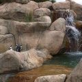 Penguins at New Zoo