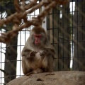 Monkey at the New Zoo