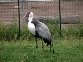 African Wattled Crane