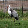 African Wattled Crane