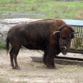 Angry Bison