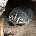 Wisconsin Badger at New Zoo