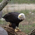 Bald Eagle at the New Zoo