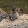 Ducks on a rock