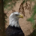 Bald Eagle through the trees