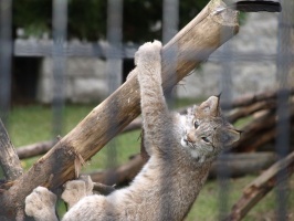 Hanging Bobcat
