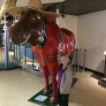 Moose in the CN Tower
