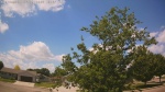 Web Cam Image - Fri, 06/05/2026 11:55am CDT