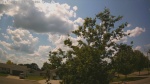 Web Cam Image - Mon, 06/30/2025 11:07am CDT