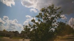 Web Cam Image - Mon, 06/30/2025 11:01am CDT