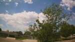 Web Cam Image - Tue, 05/26/2026 12:16pm CDT