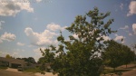 Web Cam Image - Mon, 06/30/2025 9:40am CDT