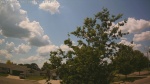 Web Cam Image - Mon, 06/30/2025 9:19am CDT