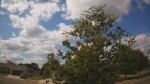 Web Cam Image - Sat, 09/06/2025 11:11am CDT