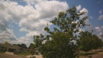 Web Cam Image - Mon, 06/30/2025 7:59am CDT