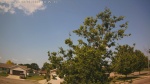 Web Cam Image - Mon, 06/30/2025 7:16am CDT