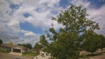 Web Cam Image - Thu, 06/04/2026 10:49am CDT
